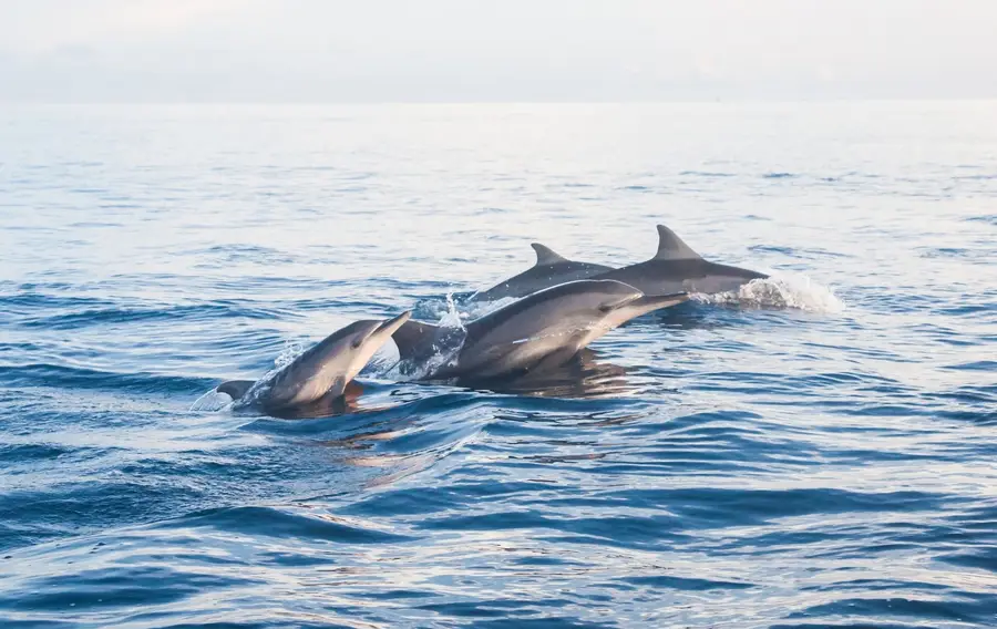 Dolphin Tour
