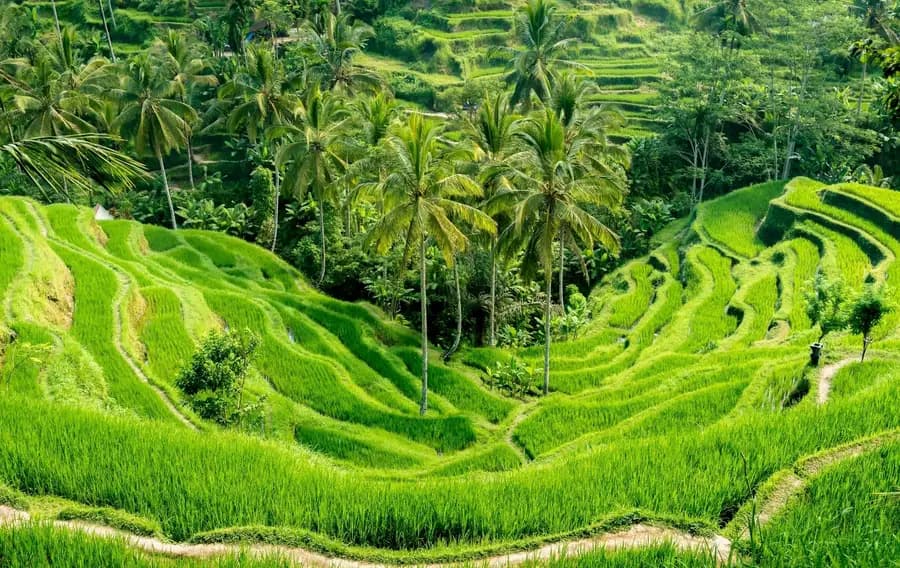 Ubud rice terraces