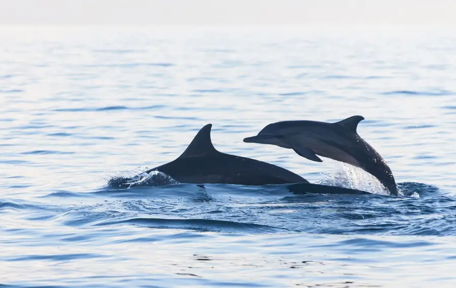 Dolphin Tour Without Transport